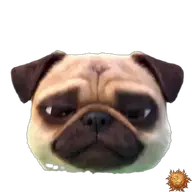 Mops: überrascht WhatsApp-Sticker Original animierter Mops Sticker überrascht für WhatsApp, erstellt von Dimensión Marta
